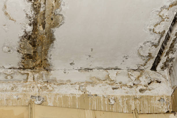 Reliable Needles, CA Mold Removal Solutions