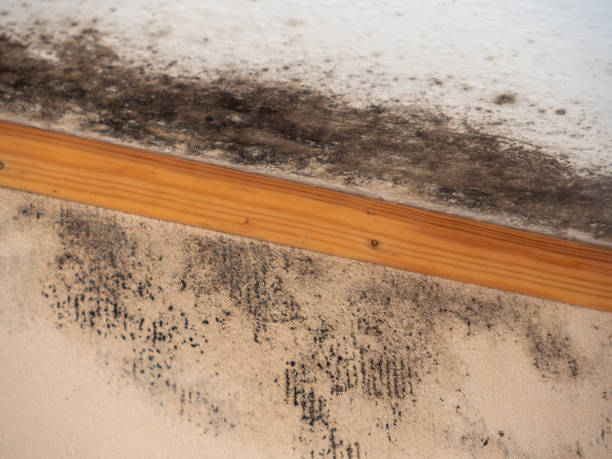 Best Dehumidification Services  in Needles, CA