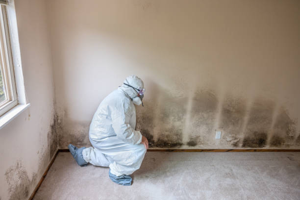 Mold Documentation for Insurance Claims in Needles, CA
