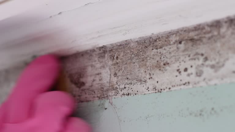 Biohazard Mold Removal in Needles, CA